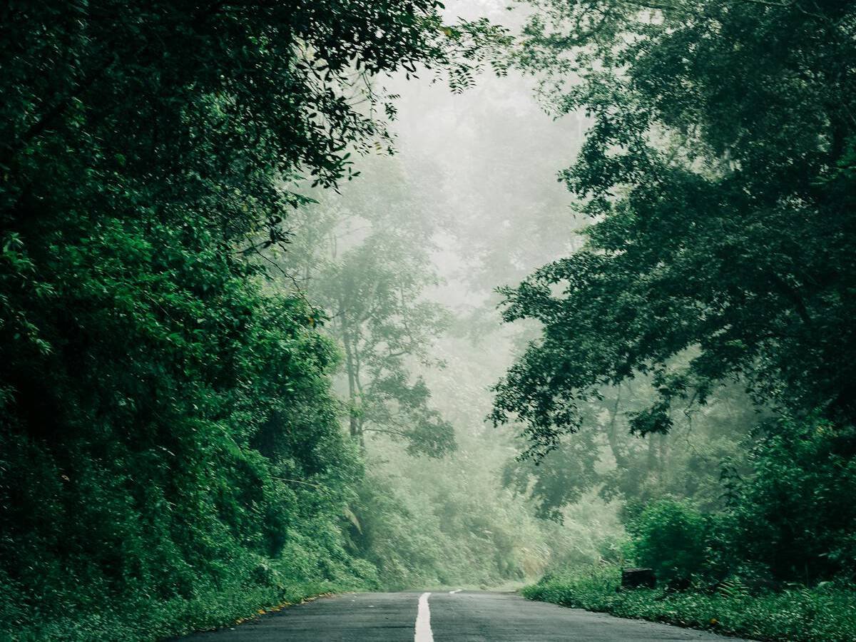 Long Road with green trees